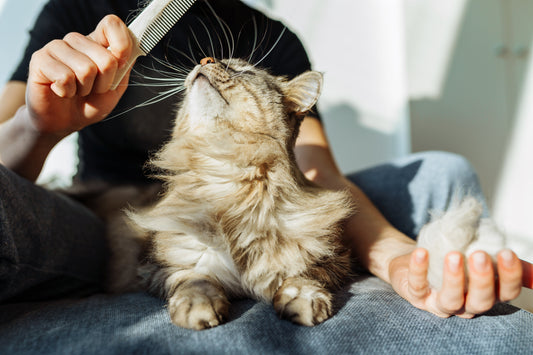 Te is unod már, hogy a kedvenced szőre mindenhol ott van? Megsúgom, nekem mi vált be!