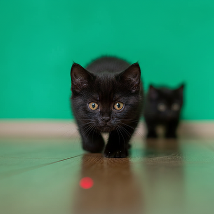 Luminoo Újratölthető Többfunkciós Macska Lézerjáték