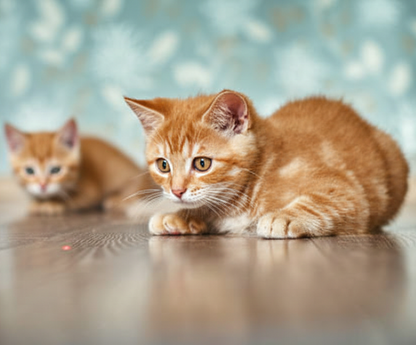 Luminoo Újratölthető Többfunkciós Macska Lézerjáték