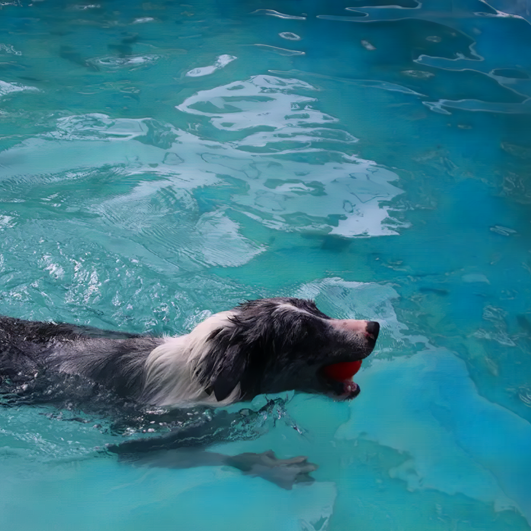 Rágásálló, Fogtisztító Kutyalabda – Biztonságos, Pattogó Kutya Játék Kis- és Nagytestű Kutyának