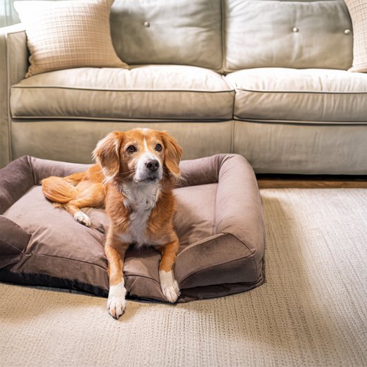 CozyNest Prémium Bőrbarát Víz- és Rágásálló Memóriahabos Kutya Fekhely