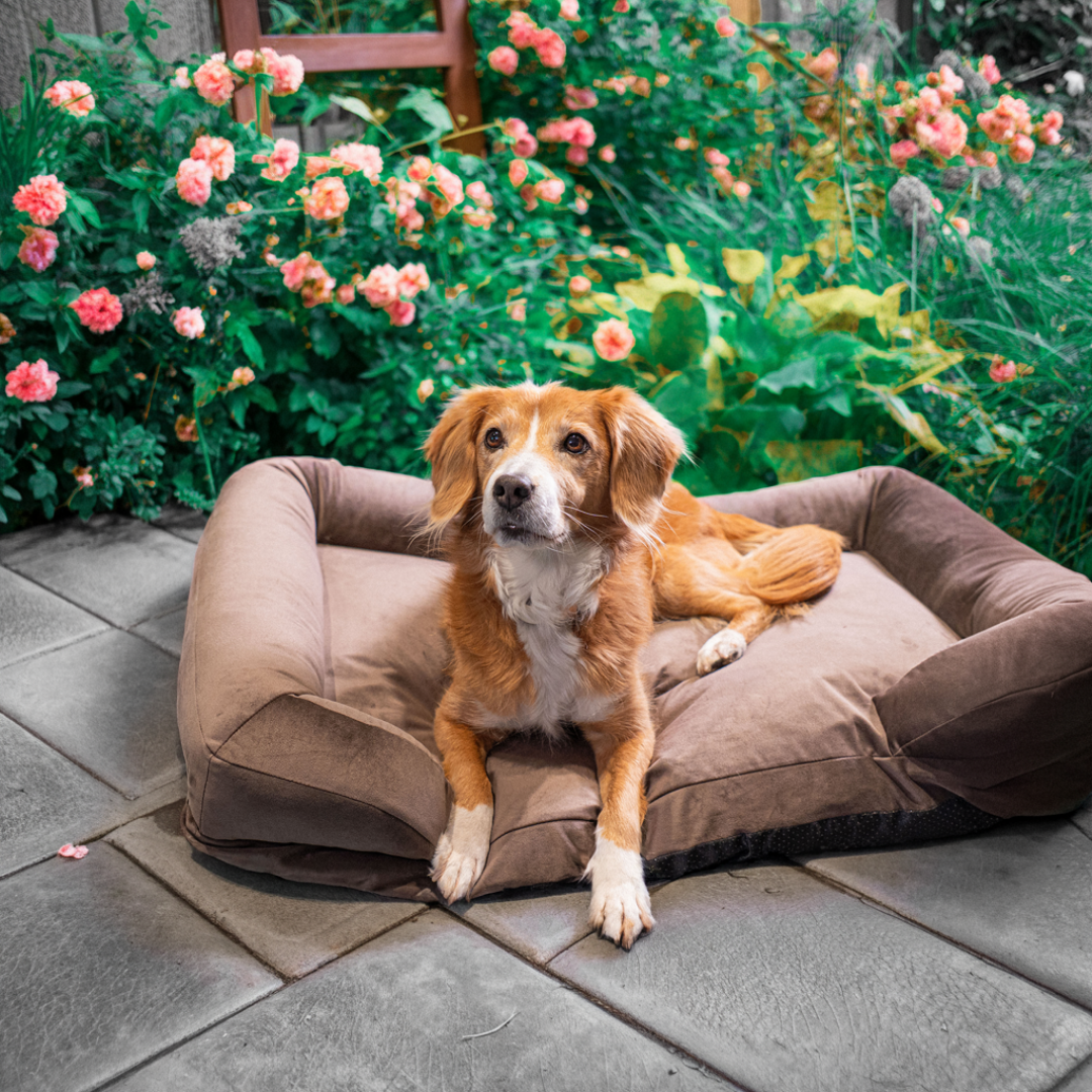 CozyNest Prémium Bőrbarát Víz- és Rágásálló Memóriahabos Kutya Fekhely